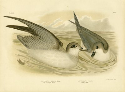 Soft-Plumaged Petrel, 1891 by Gracius Broinowski
